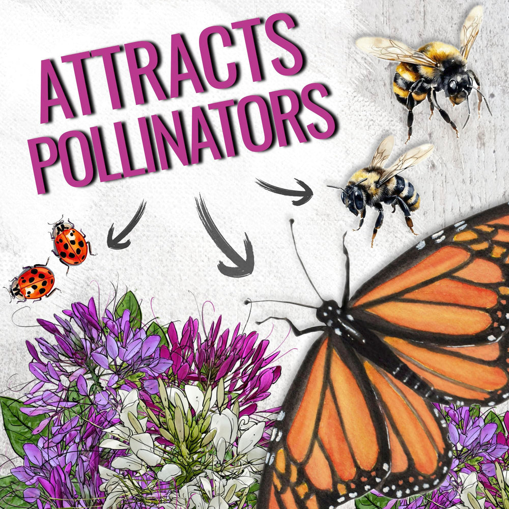  Seed Needs Cleome seeds in moisture-resistant packaging stay fresh