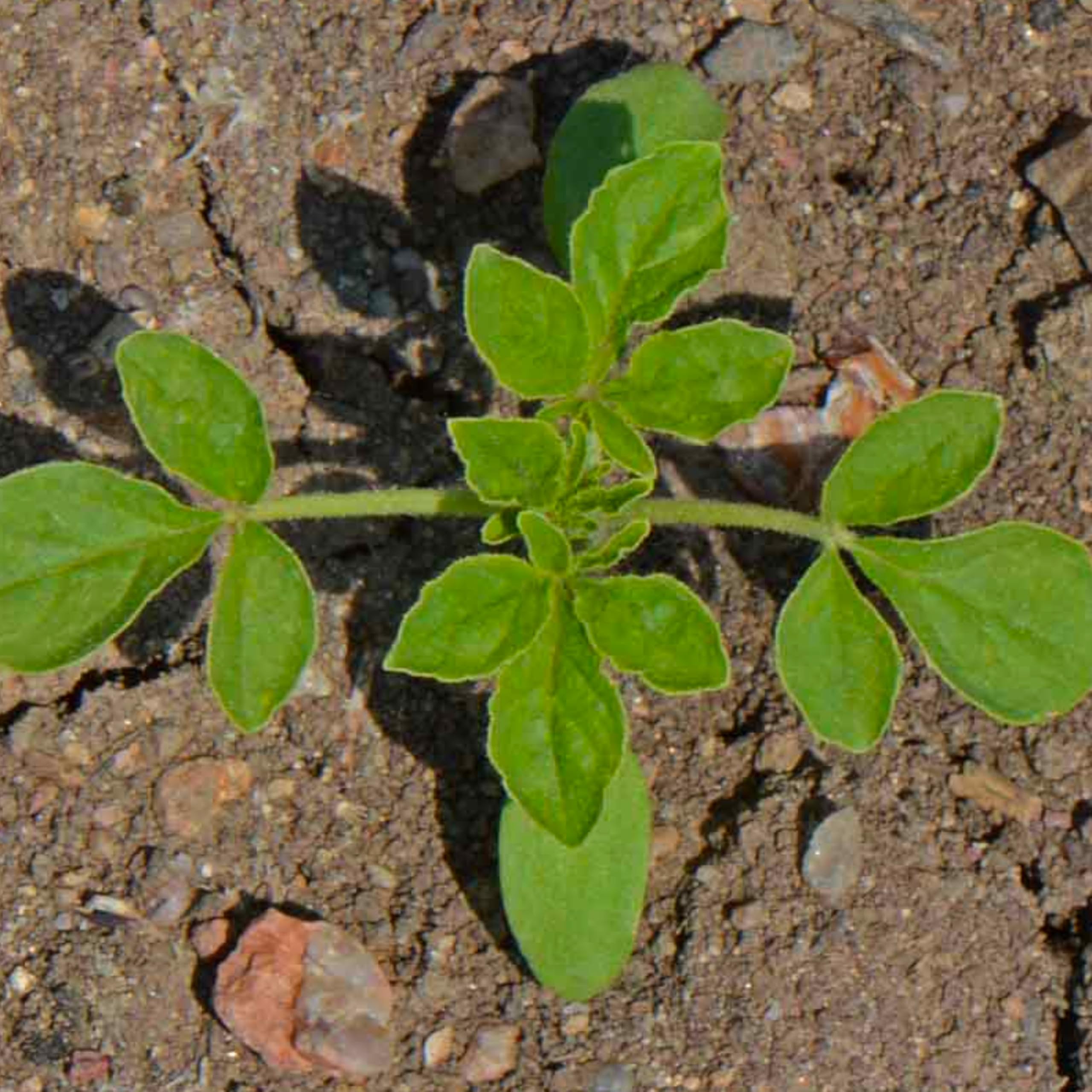 Seed Needs Cleome plant in a sunlit bed with palmate leaves and musk scent