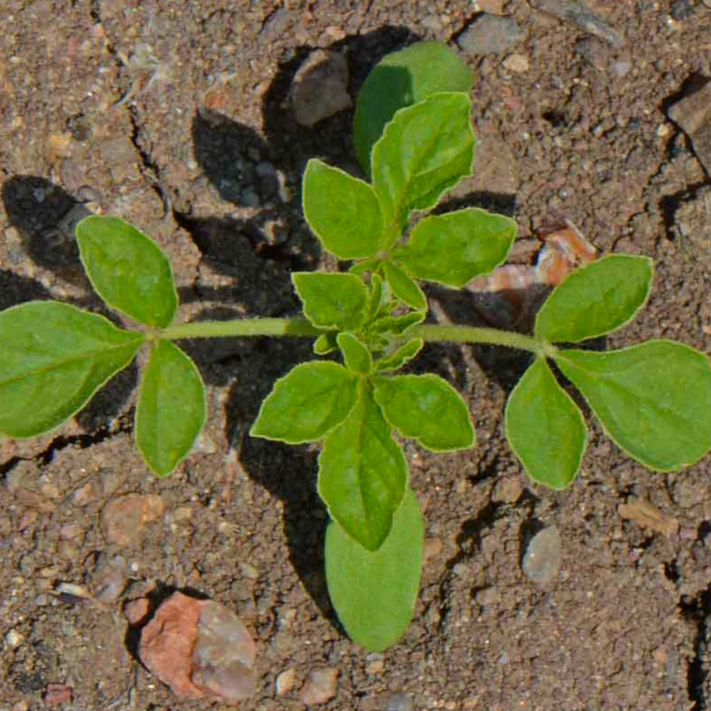 Seed Needs Cleome plant in a sunlit bed with palmate leaves and musk scent