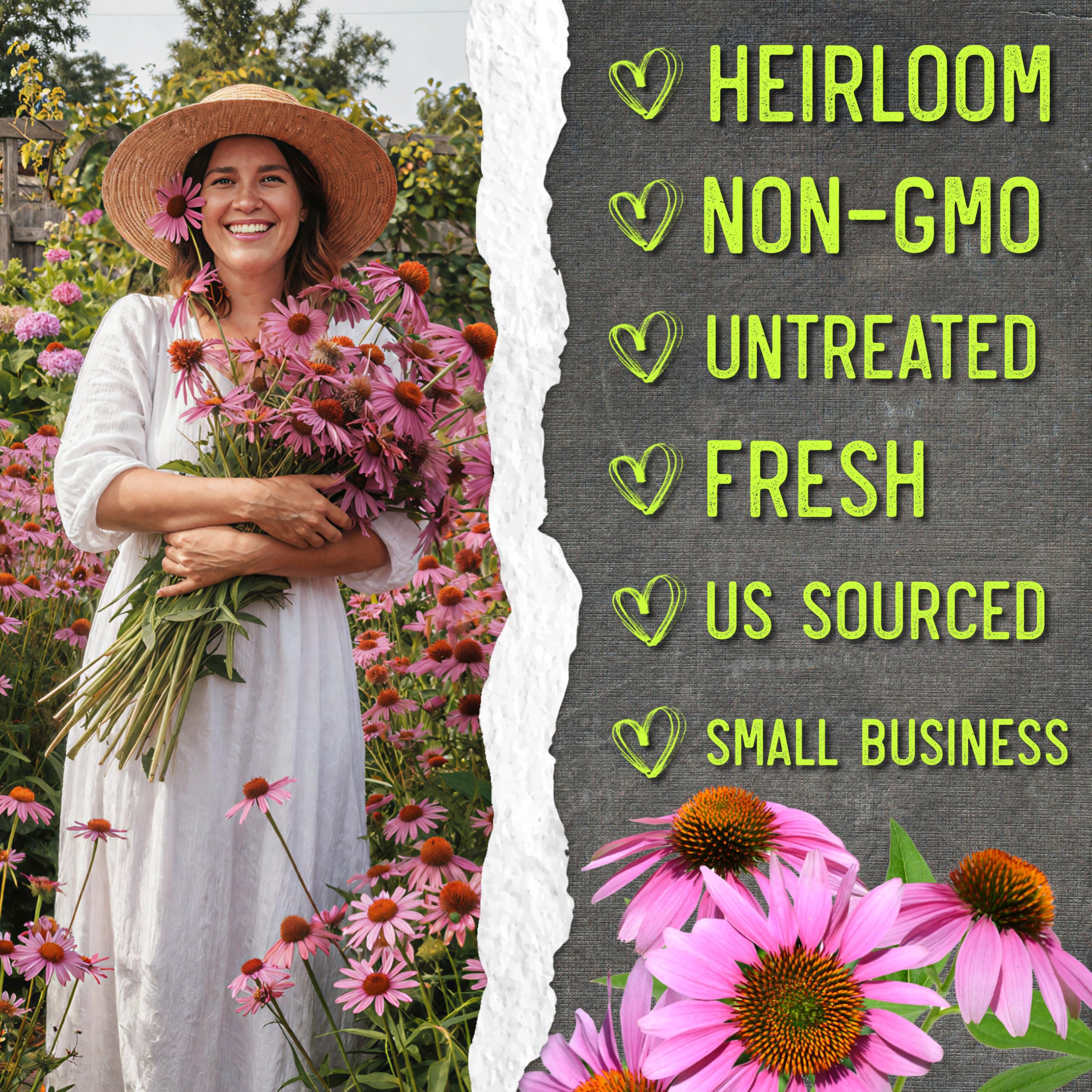 Seed Needs coneflower for butterfly garden and pollinators