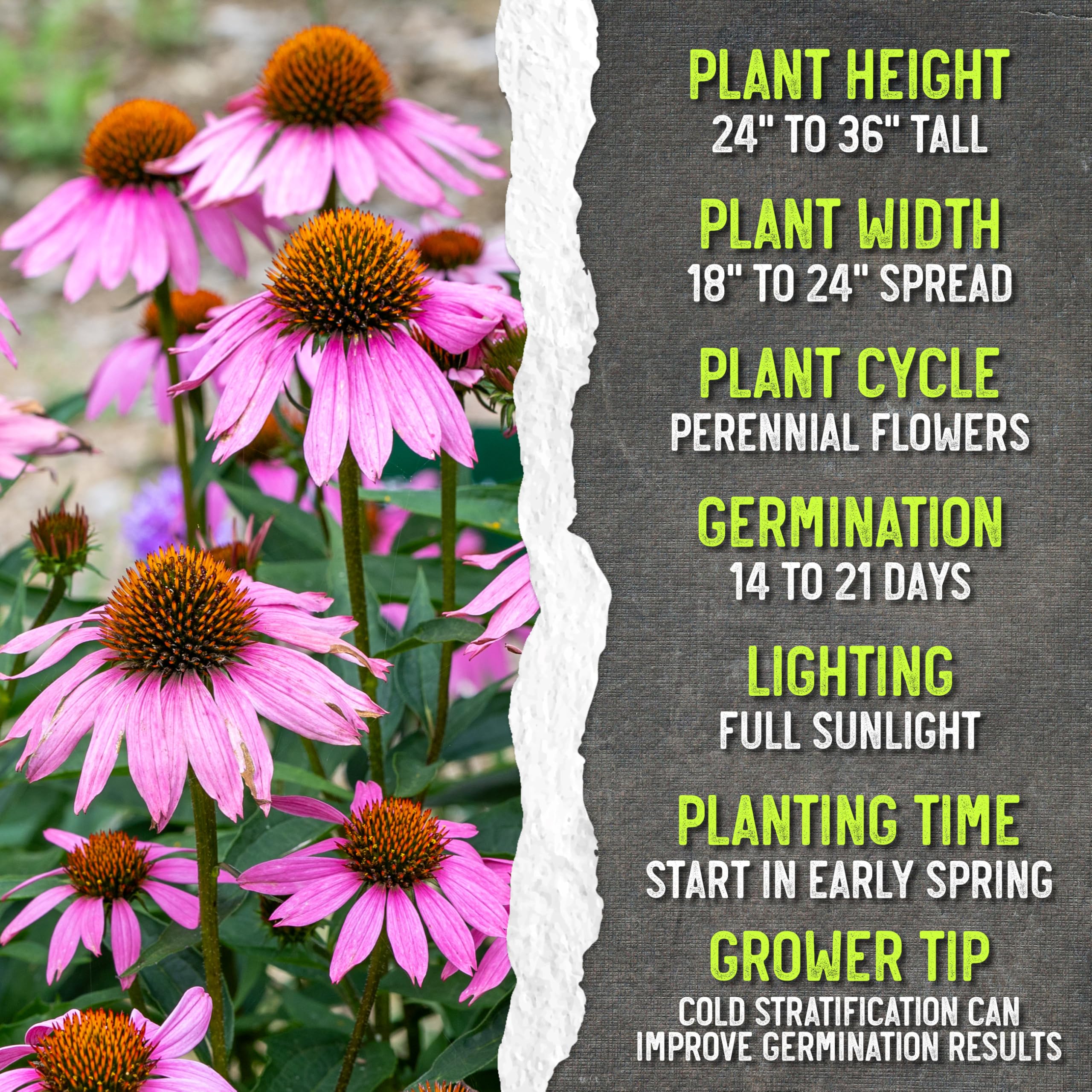 Seed Needs coneflower packet germination tips included