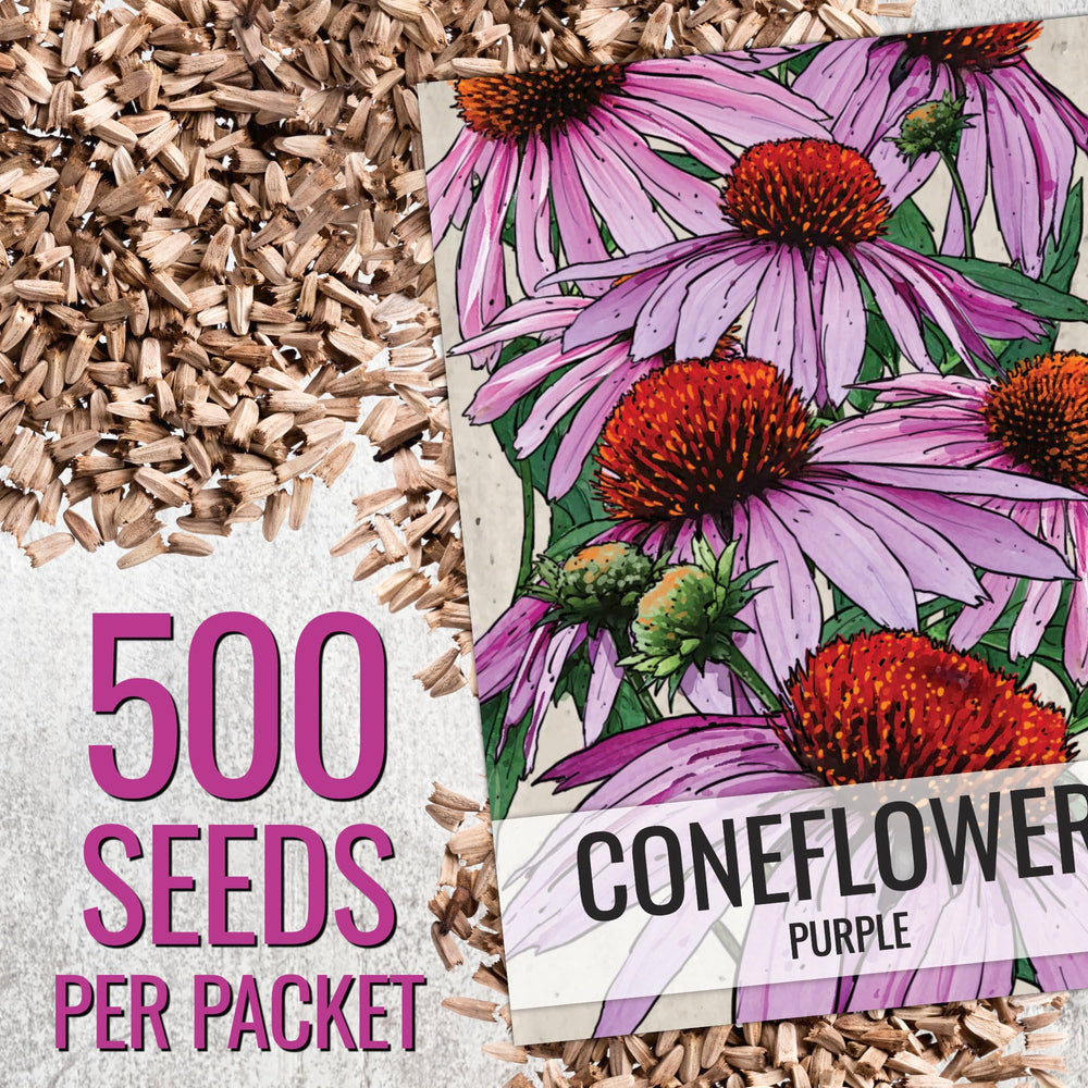 Seed Needs coneflower seed packet art with sowing details