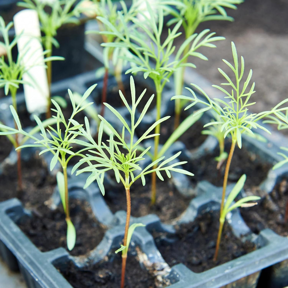 Seed Needs bulk resealable packaging keeps seeds fresh across seasons.
