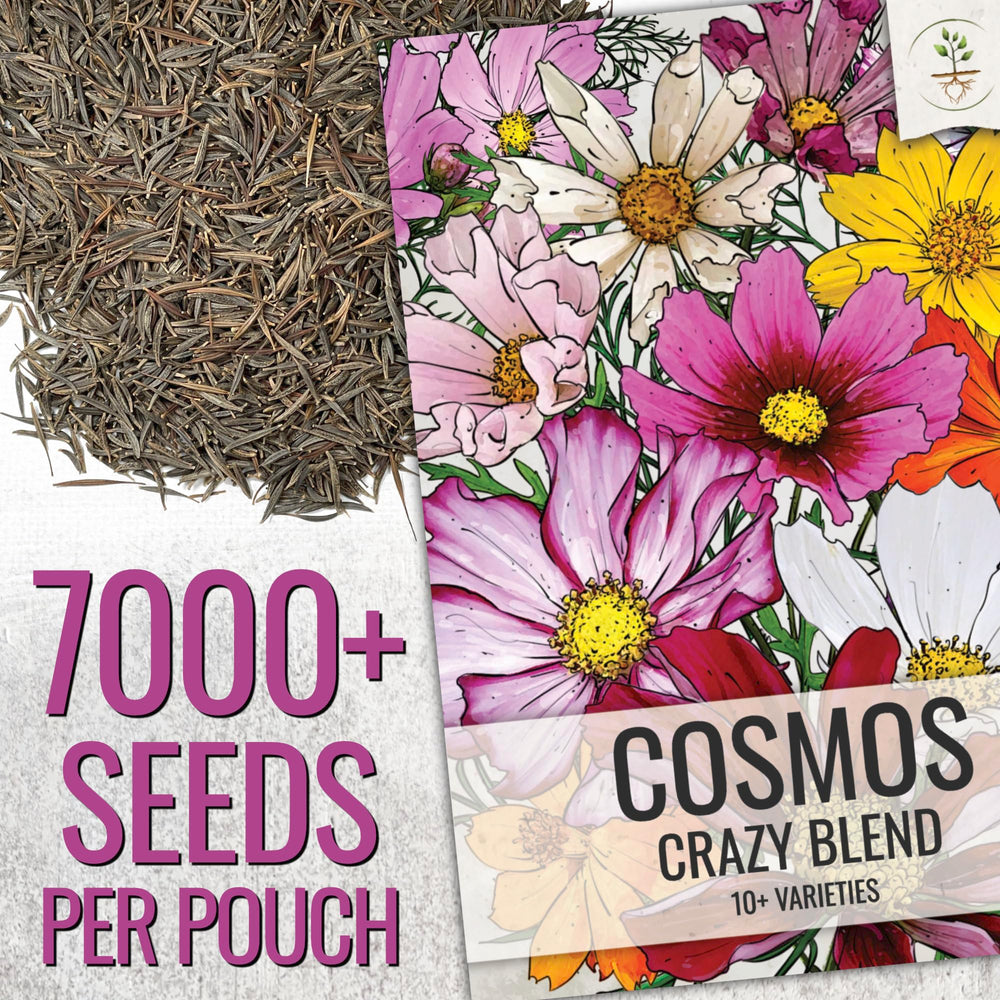 Seed Needs open-pollinated cosmos seeds promise steady germination and bustling pollinator appeal.