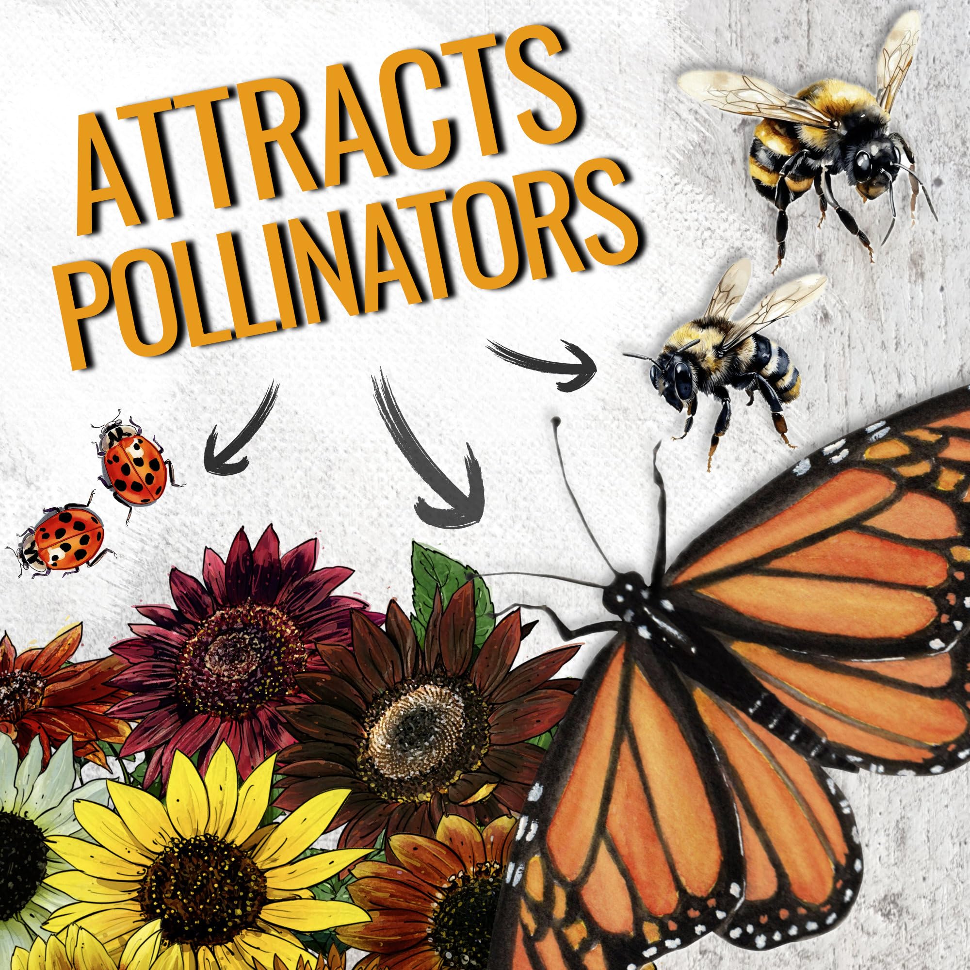 Seed Needs Crazy Blend blooms attracting bees and butterflies in a pollinator garden.