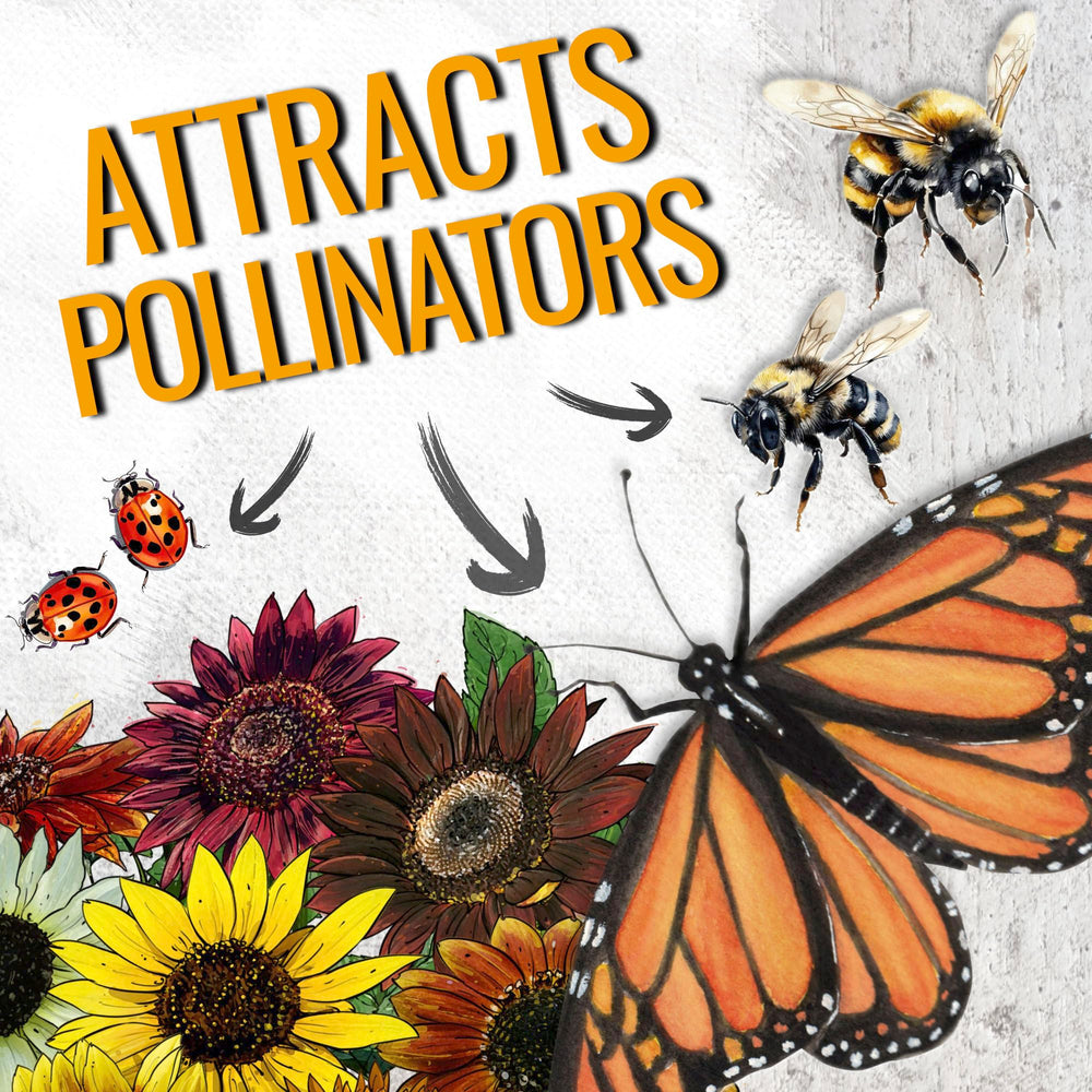 Seed Needs Crazy Blend blooms attracting bees and butterflies in a pollinator garden.