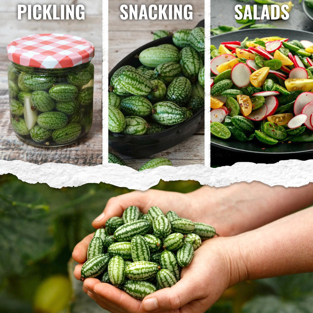 Seed Needs Cucamelon growth on trellis for compact gardens