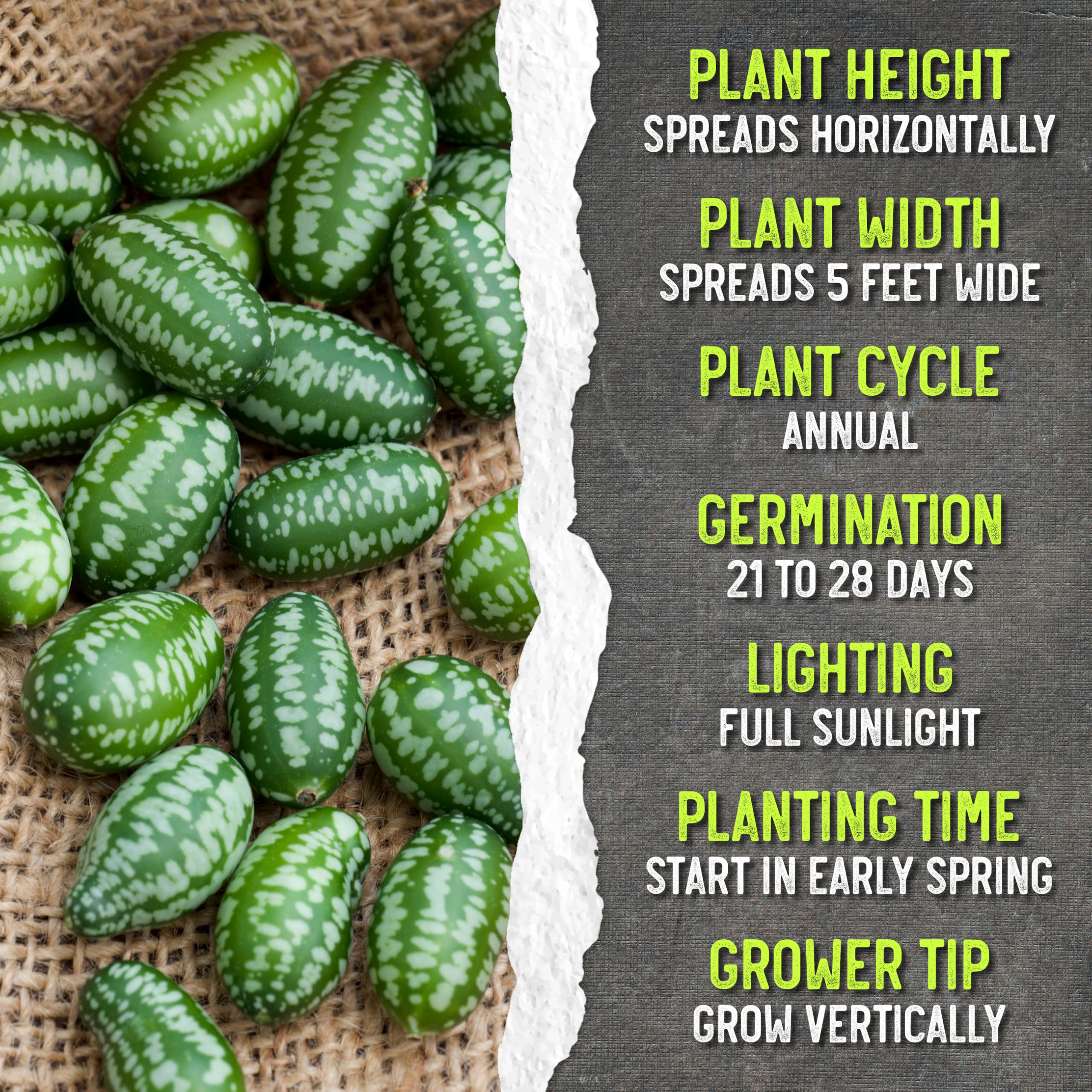 Seed Needs Cucamelon seeds, open-pollinated heirloom non-GMO focus