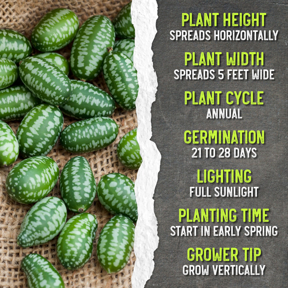 Seed Needs Cucamelon seeds, open-pollinated heirloom non-GMO focus