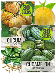 Seed Needs cucamelon seeds showcase grape-sized fruits for small-space gardens.