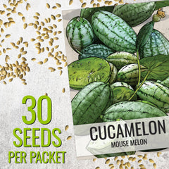 Seed Needs Cucamelon vine growing on a trellis