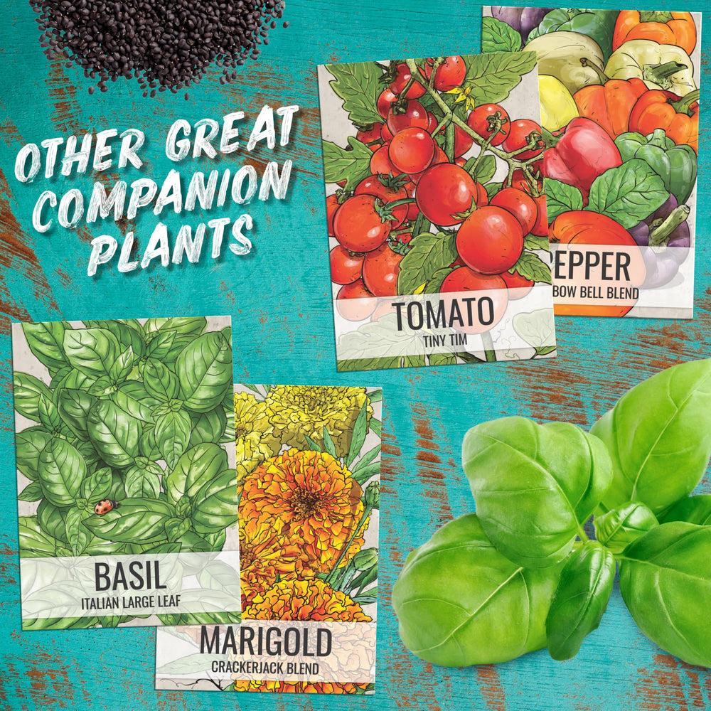 Seed Needs Culantro garden planting setup for indoor and outdoor herb beds