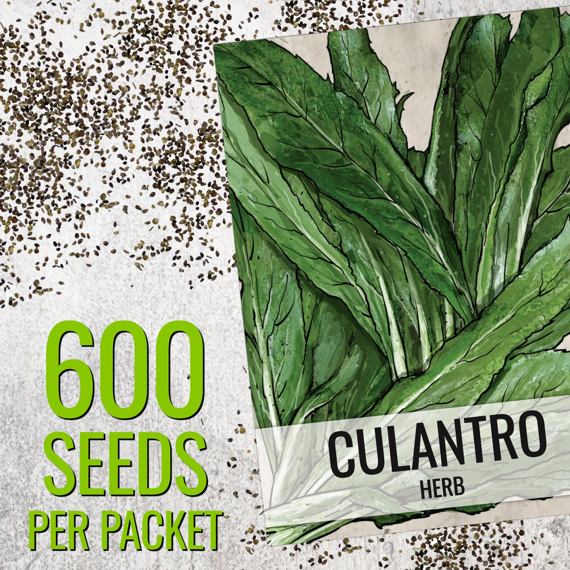 Seed Needs Culantro germination closeup shows fresh seeds for quick planting