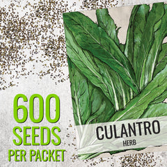 Seed Needs Culantro germination closeup shows fresh seeds for quick planting