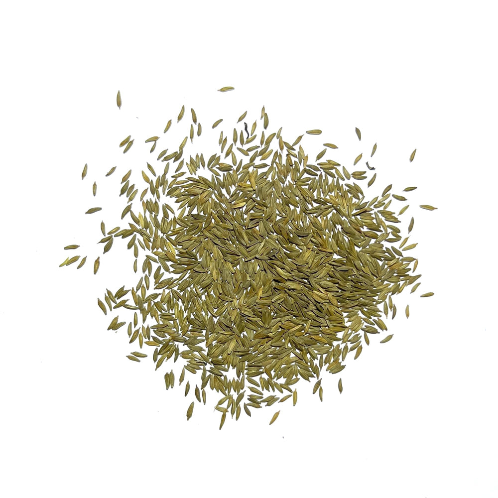 Seed Needs dandelion plants thriving in a sunlit garden