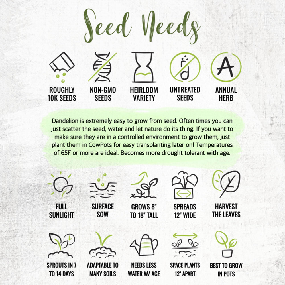 Seed Needs Dandelion seeds bulk bundles, great for sharing or long-term storage.