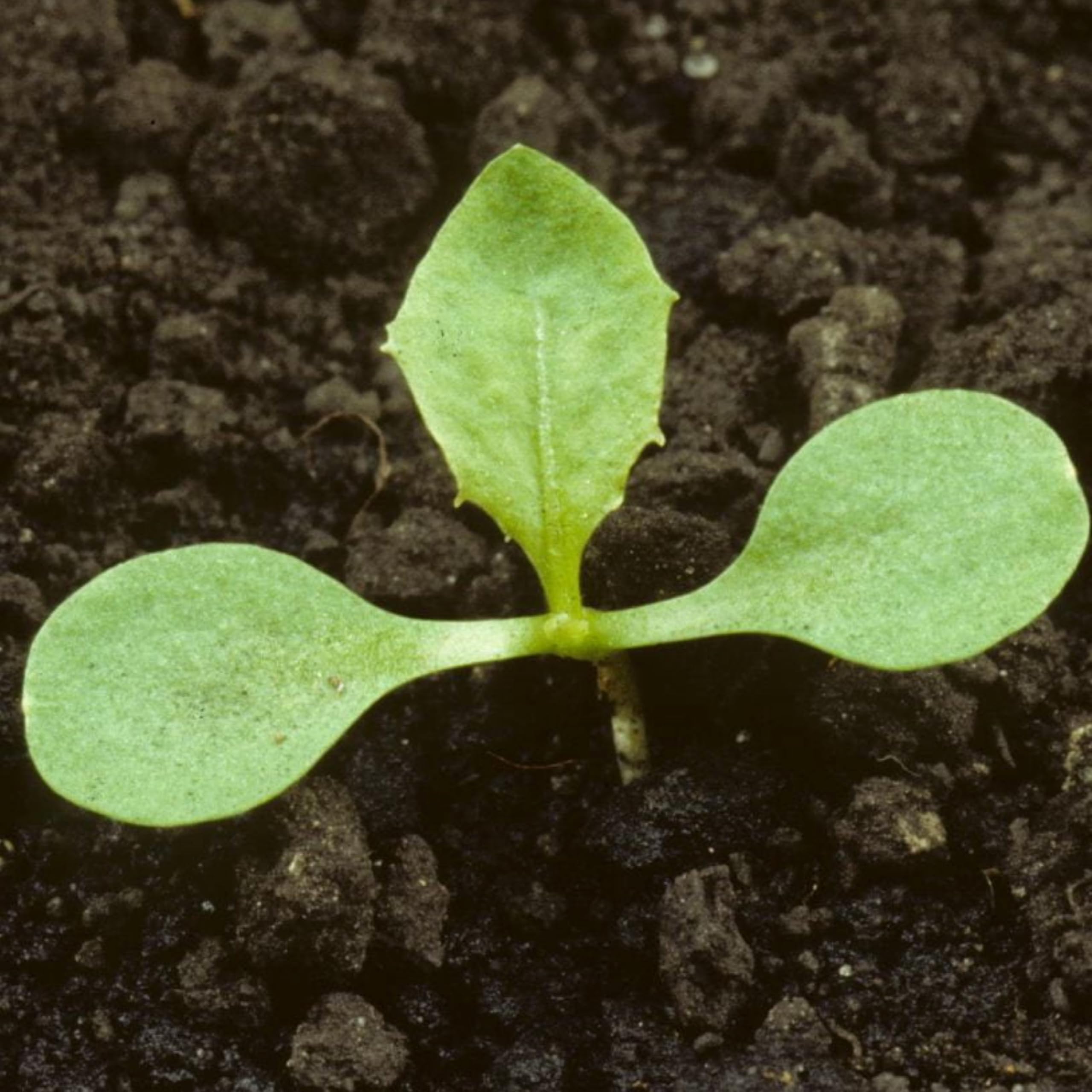 Seed Needs Dandelion seeds in a garden setting, ideal for beginner herb beds.