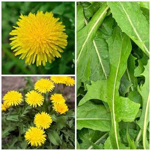 Seed Needs Dandelion seeds open-pollinated heirloom, perfect for traditional herb garden planting.