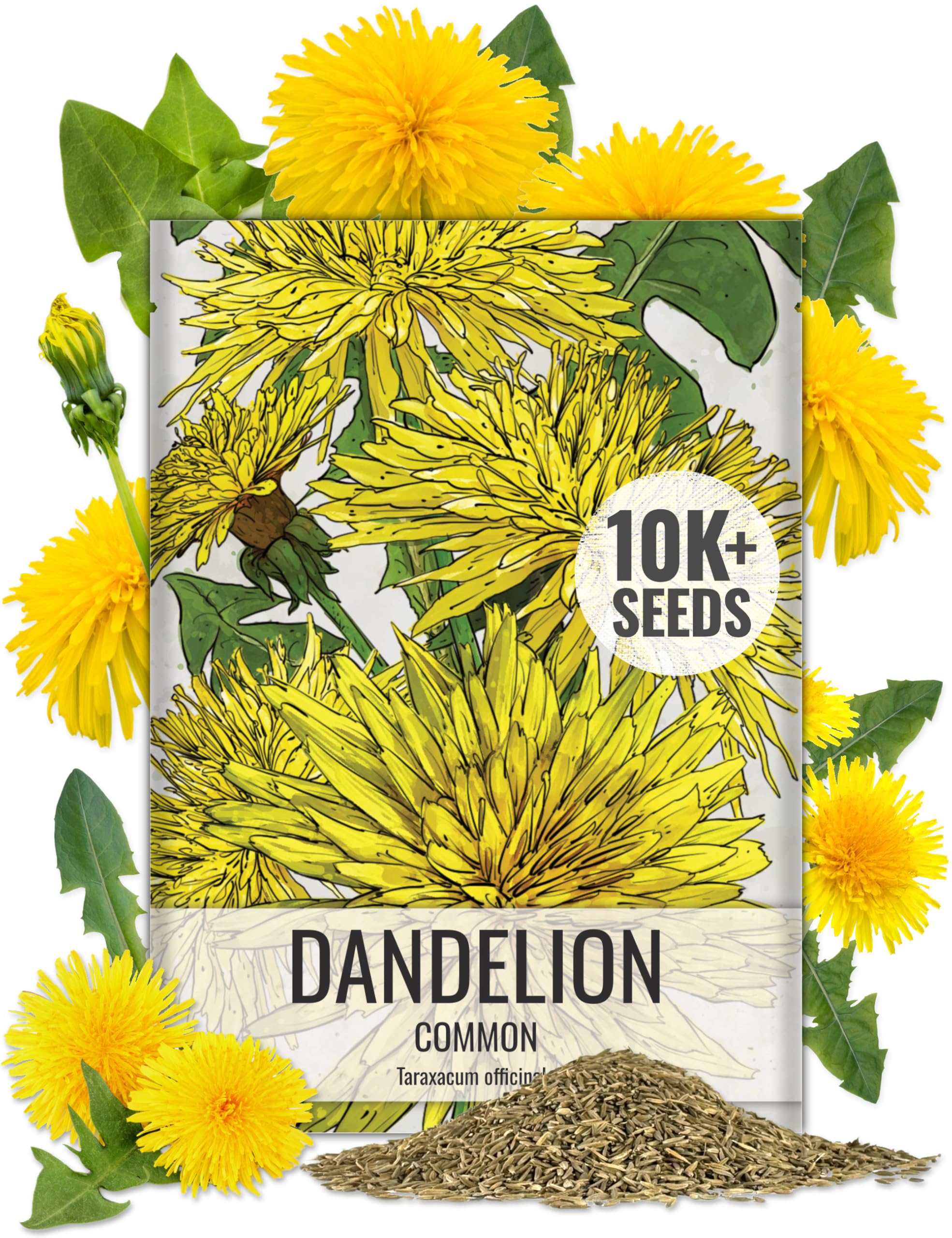 Seed Needs Dandelion seeds in packaging closeup, ideal for easy sowing in your herb garden.