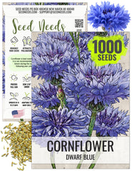 Seed Needs Dwarf Blue Cornflower planting in borders or containers for color