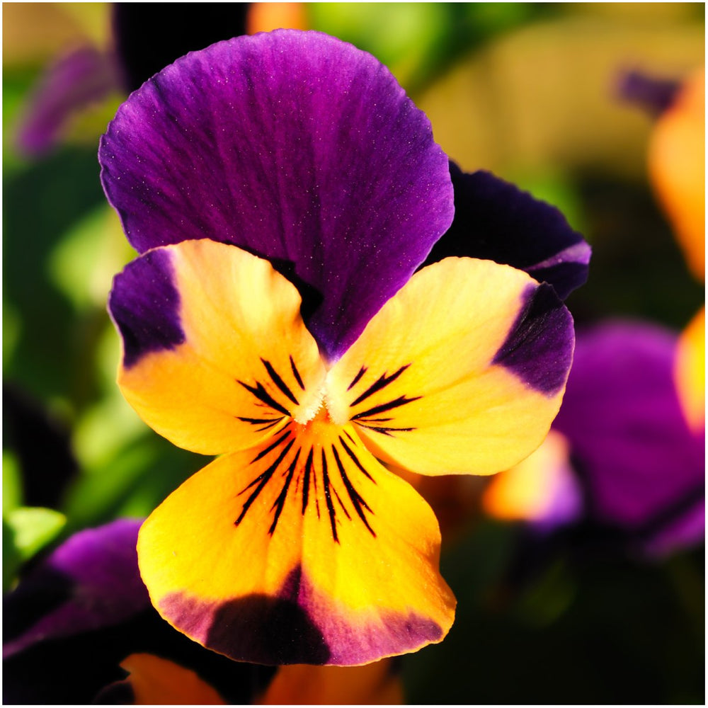 Seed Needs wildflower packet back shows sowing instructions for gardeners