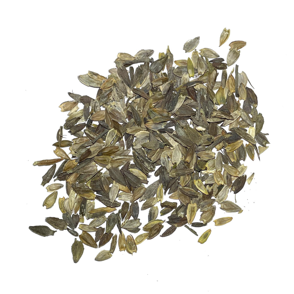 Seed Needs Envy Zinnia seeds create dramatic lime-toned blooms