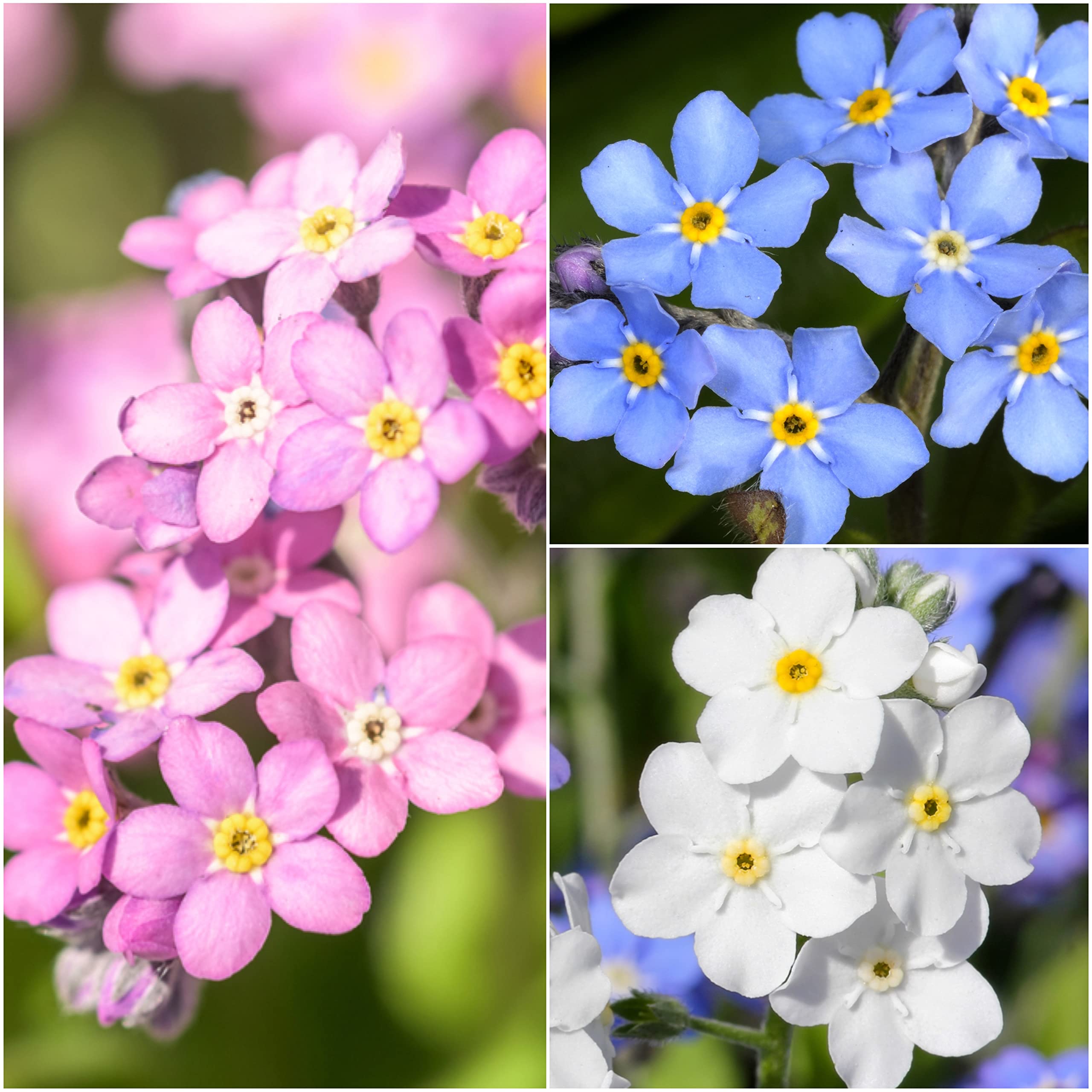 Seed Needs forget-me-not blue variety for woodland edges and cooler shade gardens.