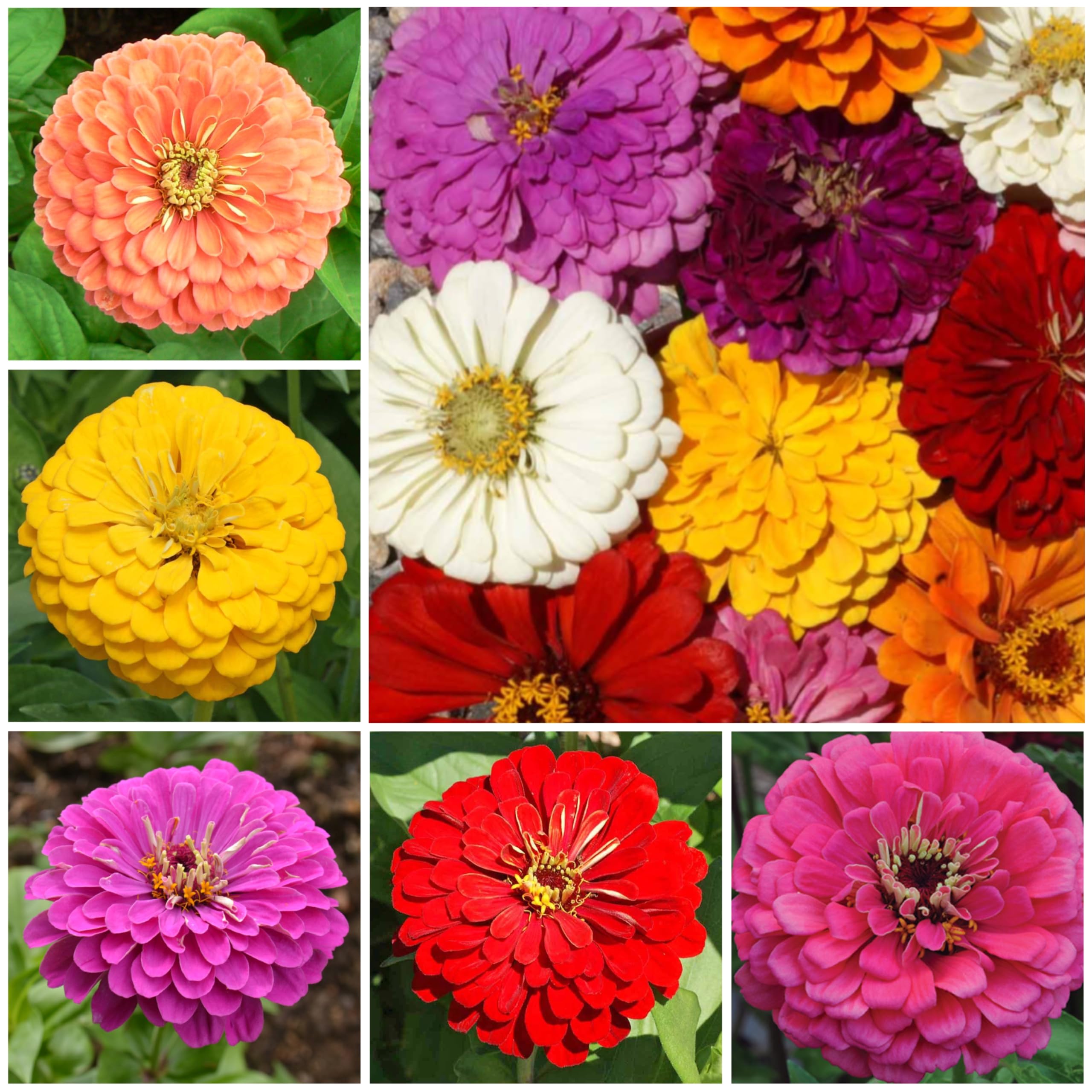 Seed Needs garden layout idea showing butterfly-friendly planting