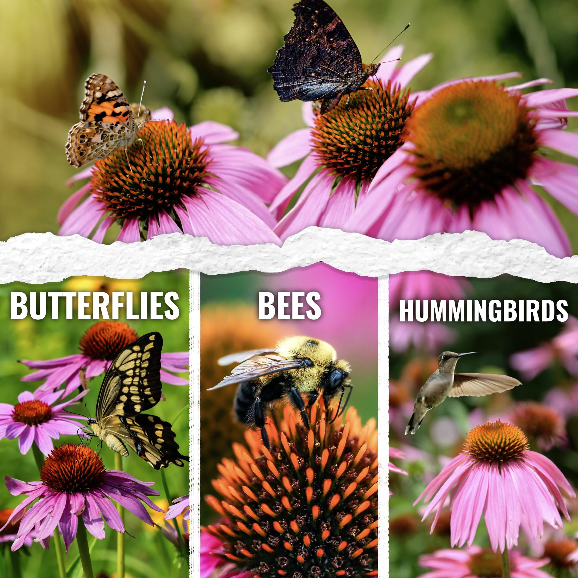Seed Needs heirloom open-pollinated coneflower seeds for perennial color