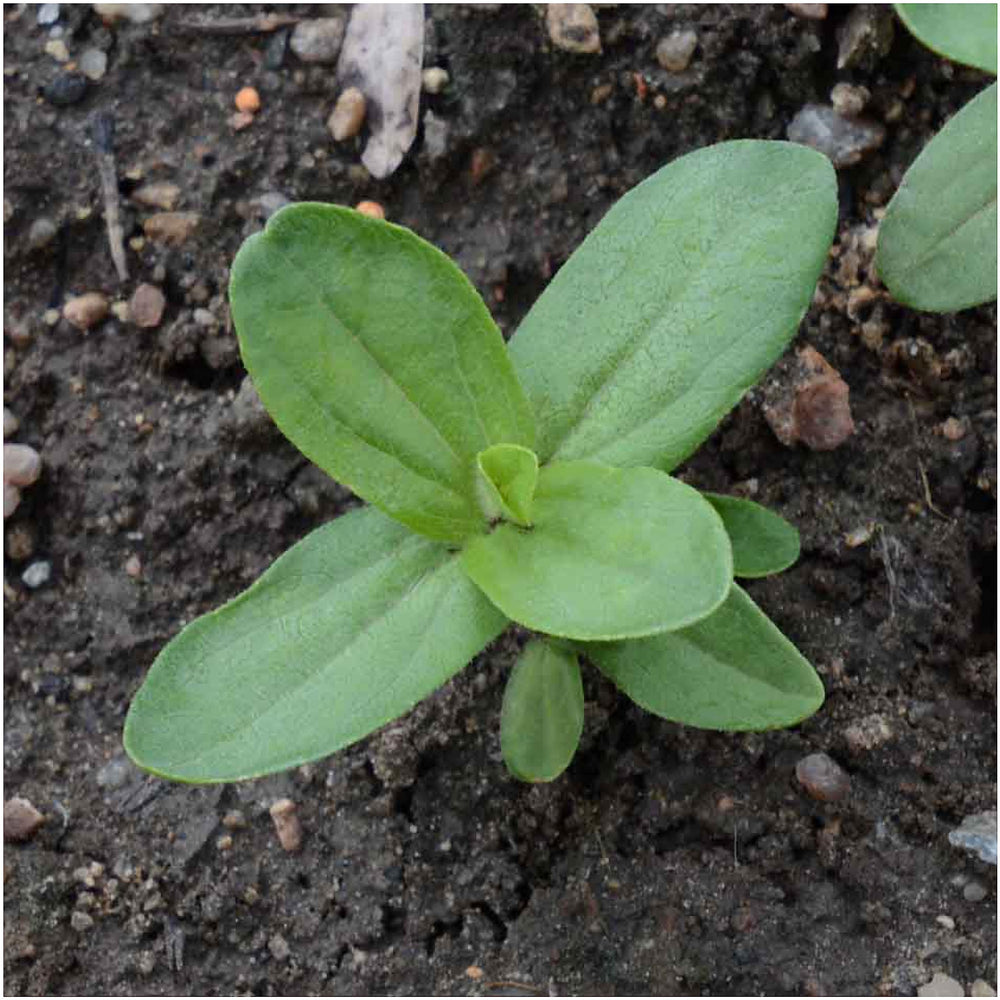 Seed Needs open-pollinated heirloom seeds with non-GMO assurance.