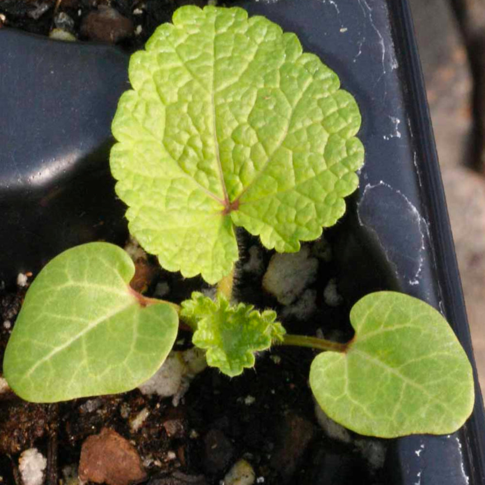 Seed Needs Hollyhock Double Majorette attracts bees and butterflies