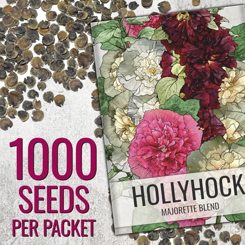 Seed Needs Hollyhock Double Majorette seed pouch closeup showing fresh seeds