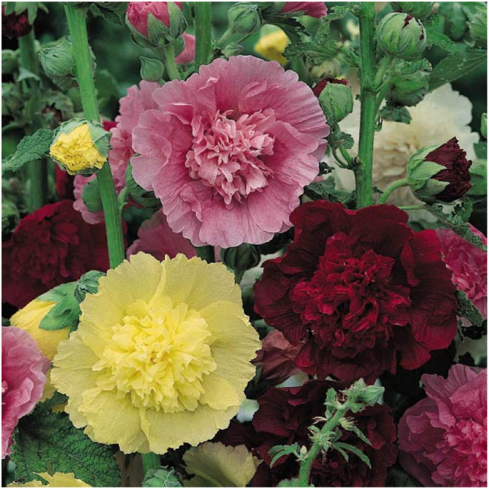 Seed Needs Hollyhock Double Majorette white pom-pom bloom closeup