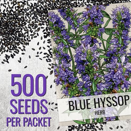 Seed Needs Hyssop seeds aromatic leaves improve herbal cooking flavors