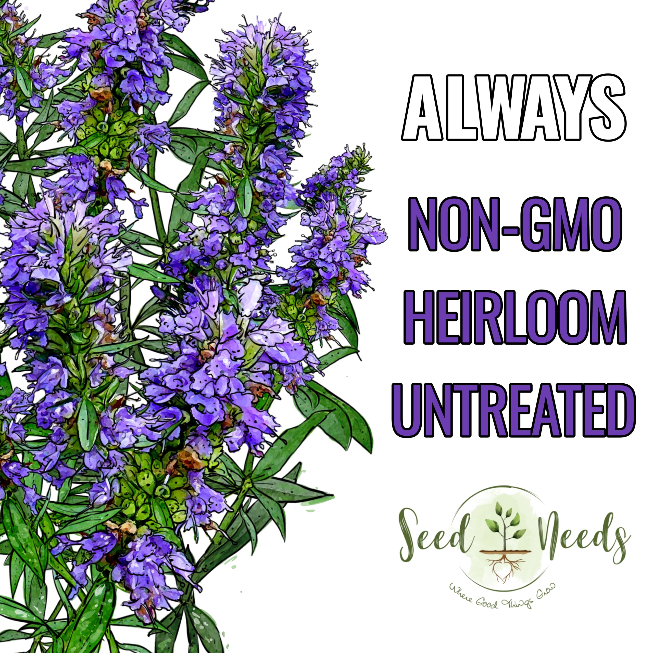 Seed Needs Hyssop seeds border plant with fragrant blue blooms