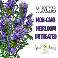 Seed Needs Hyssop seeds border plant with fragrant blue blooms