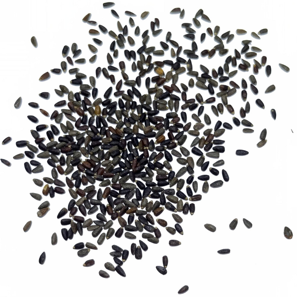 Seed Needs Hyssop seeds great for herb garden containers