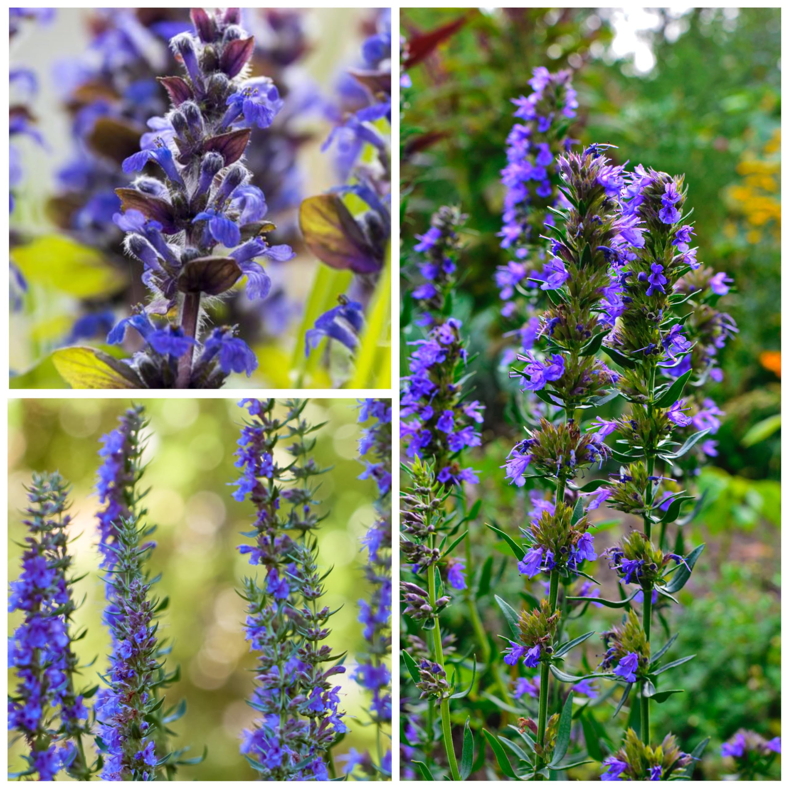 Seed Needs Hyssop seeds non-GMO and open-pollinated design