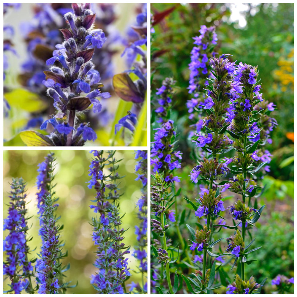 Seed Needs Hyssop seeds non-GMO and open-pollinated design