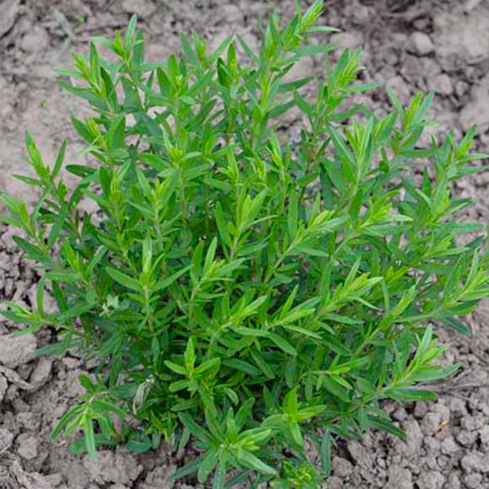 Seed Needs Hyssop seeds moisture-resistant packaging keeps seeds fresh