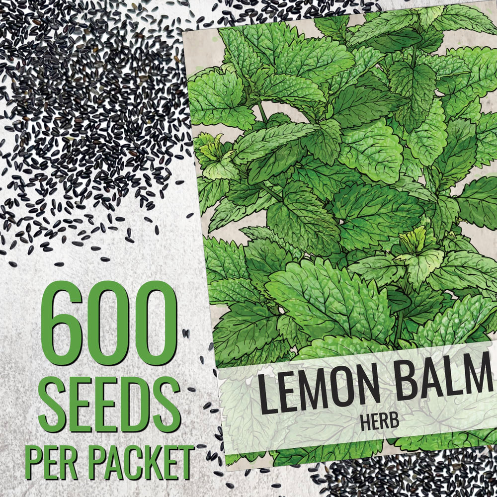 Seed Needs lemon balm flowers attract bees and butterflies in summer