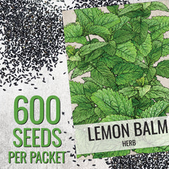 Seed Needs lemon balm flowers attract bees and butterflies in summer