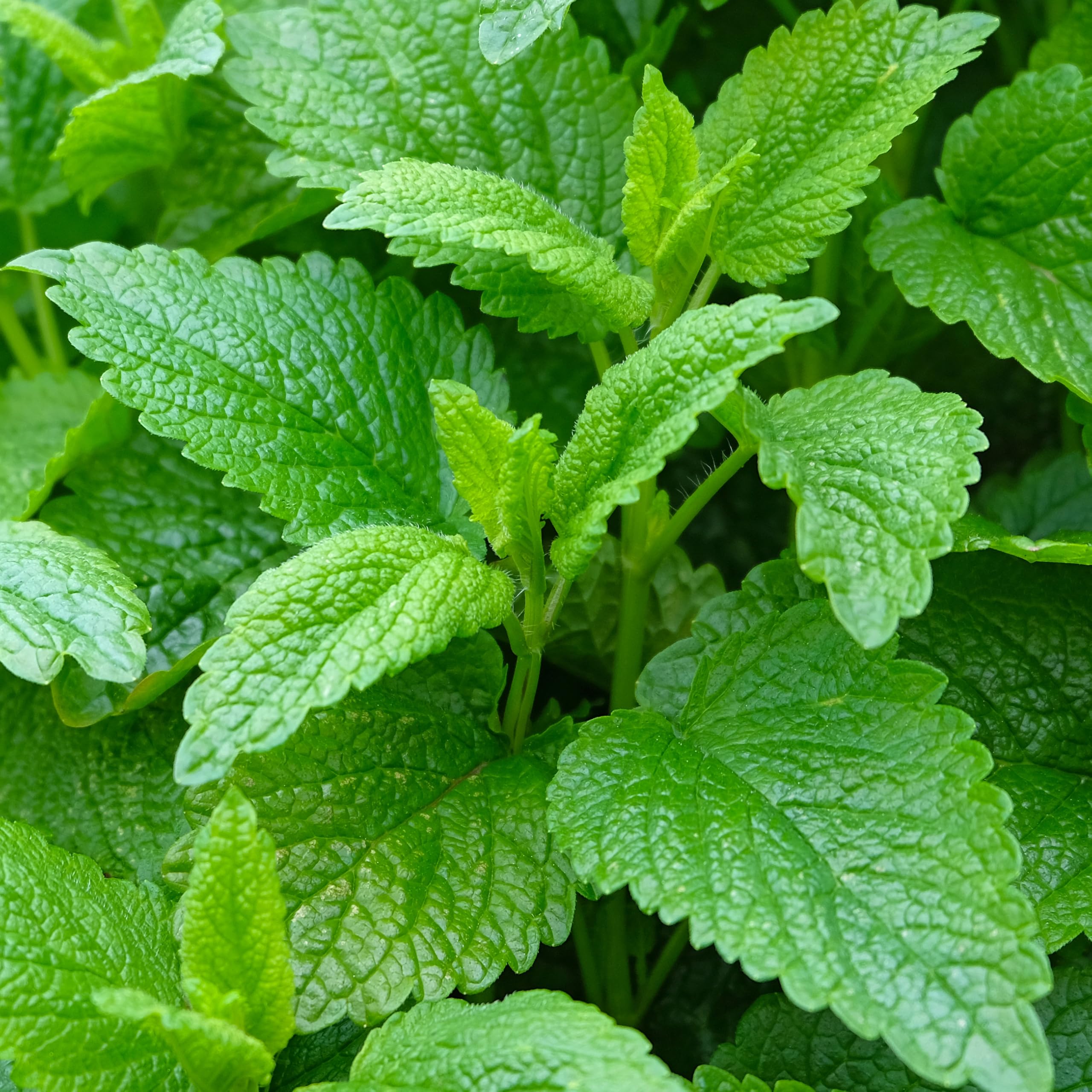 Seed Needs lemon balm germination can show results quickly with proper sowing