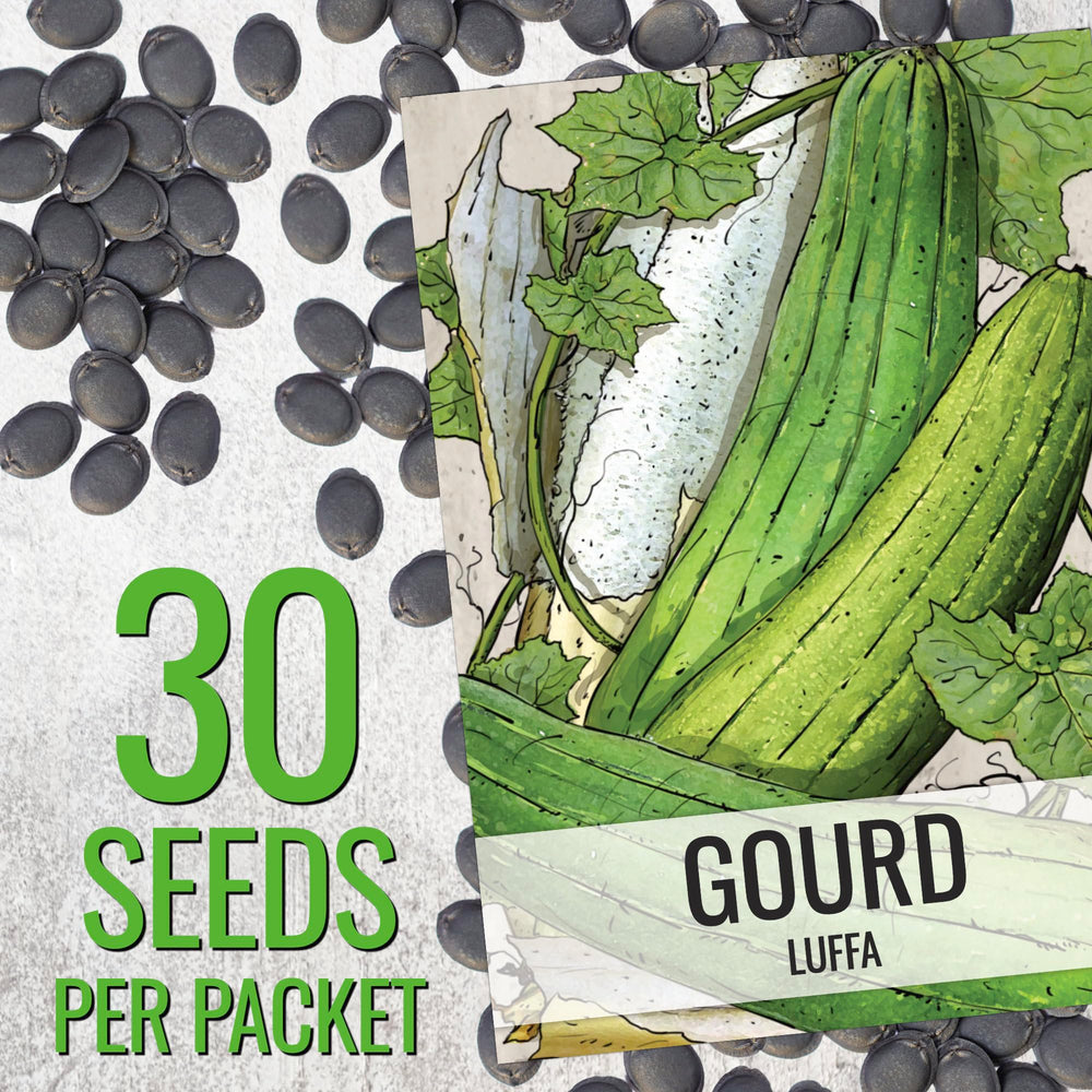Seed Needs Luffa gourds on a vigorous vine ready for trellising.