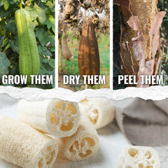 Seed Needs Luffa seeds sowing instructions help beginners start successfully.