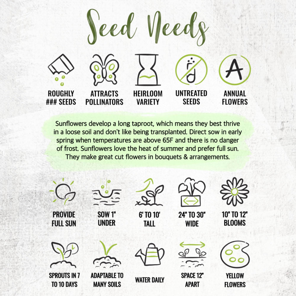 Seed Needs Mammoth Grey Stripe seeds ideal for roasting after harvest.