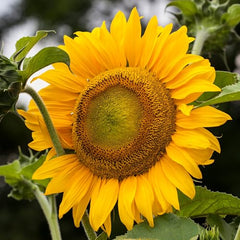 Mammoth Grey Stripe sunflowers planted in a field by Seed Needs.