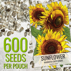 Tall Mammoth sunflowers with large yellow blooms following the sun.
