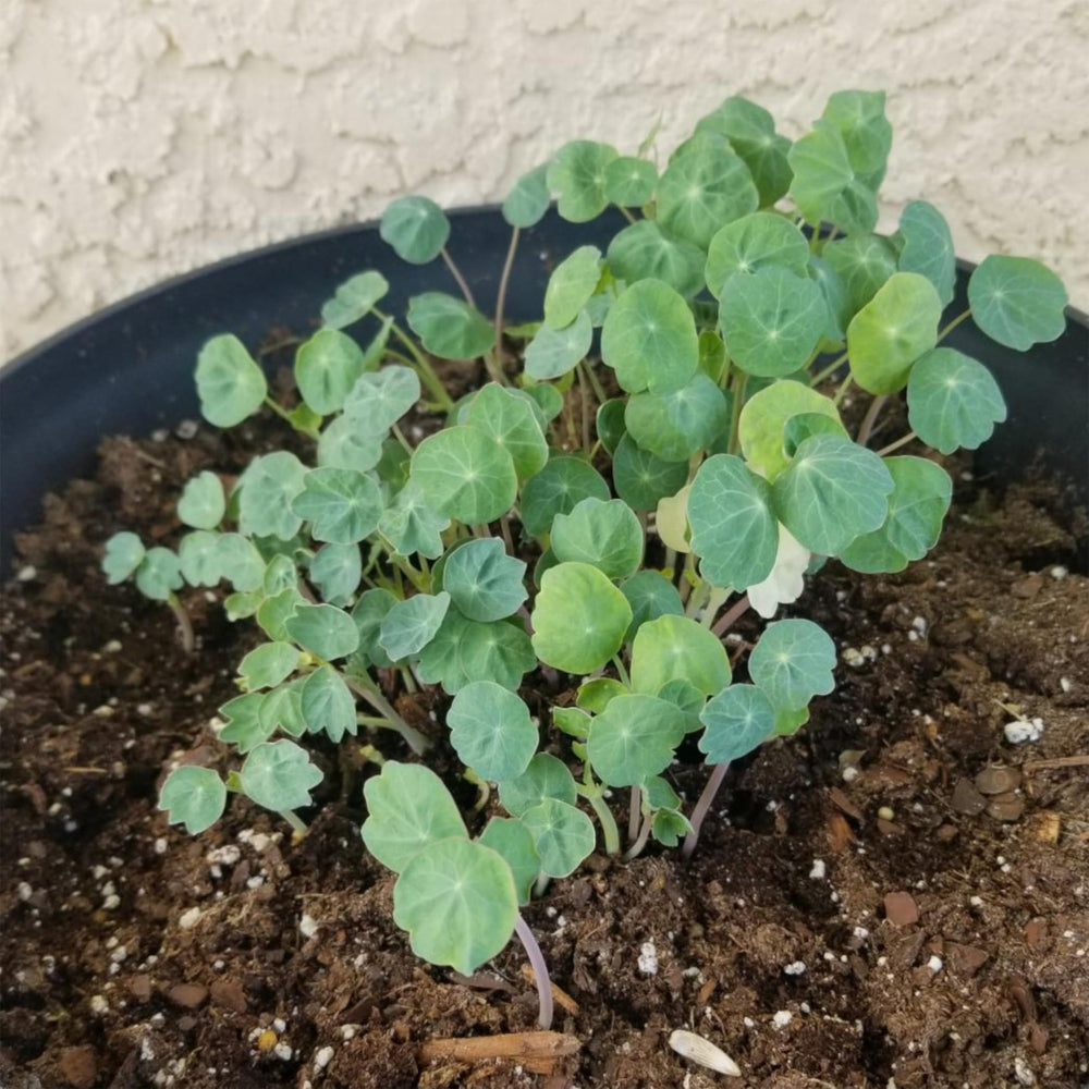 Seed Needs Nasturtium Double Gleam non-GMO and open-pollinated heirloom for borders.