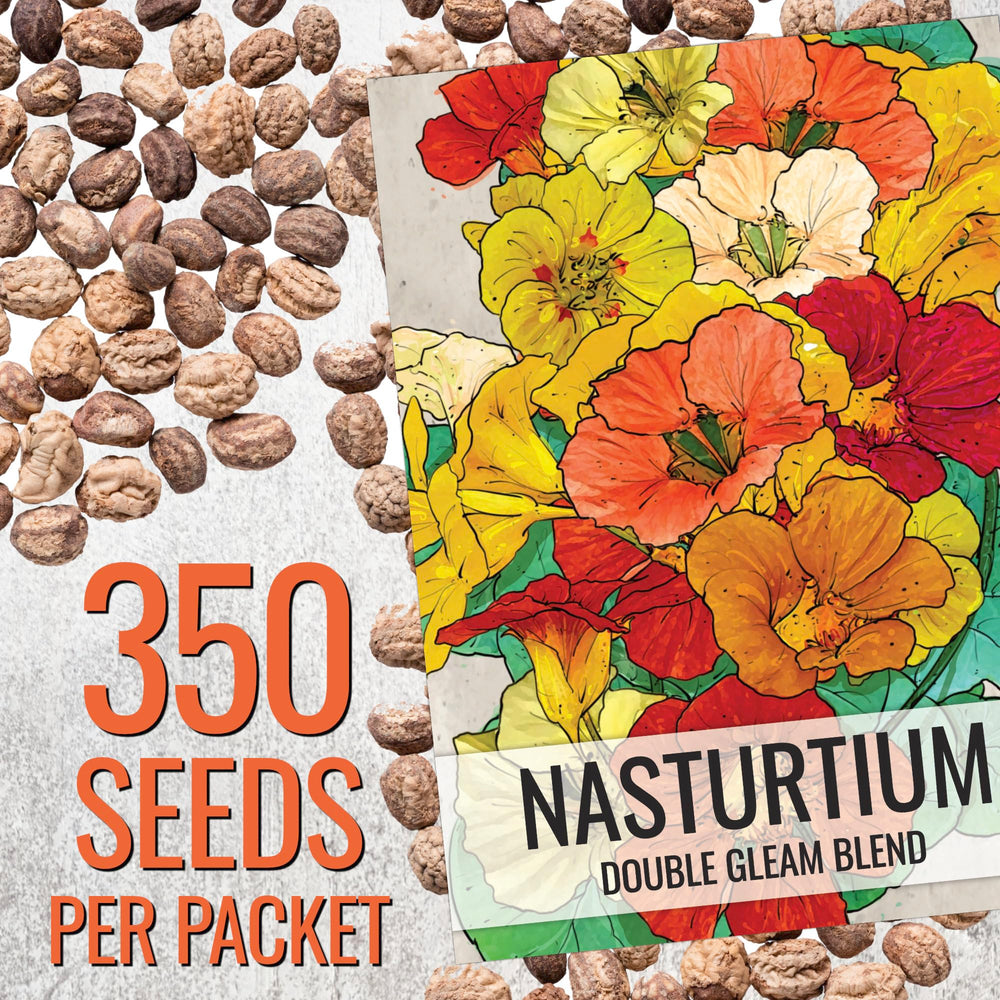 Seed Needs Nasturtium Double Gleam flower display; multi-hued petals brighten borders.